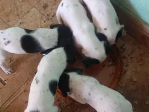 Cachorro raça SRD idade Abaixo de 2 meses nome Sem nome