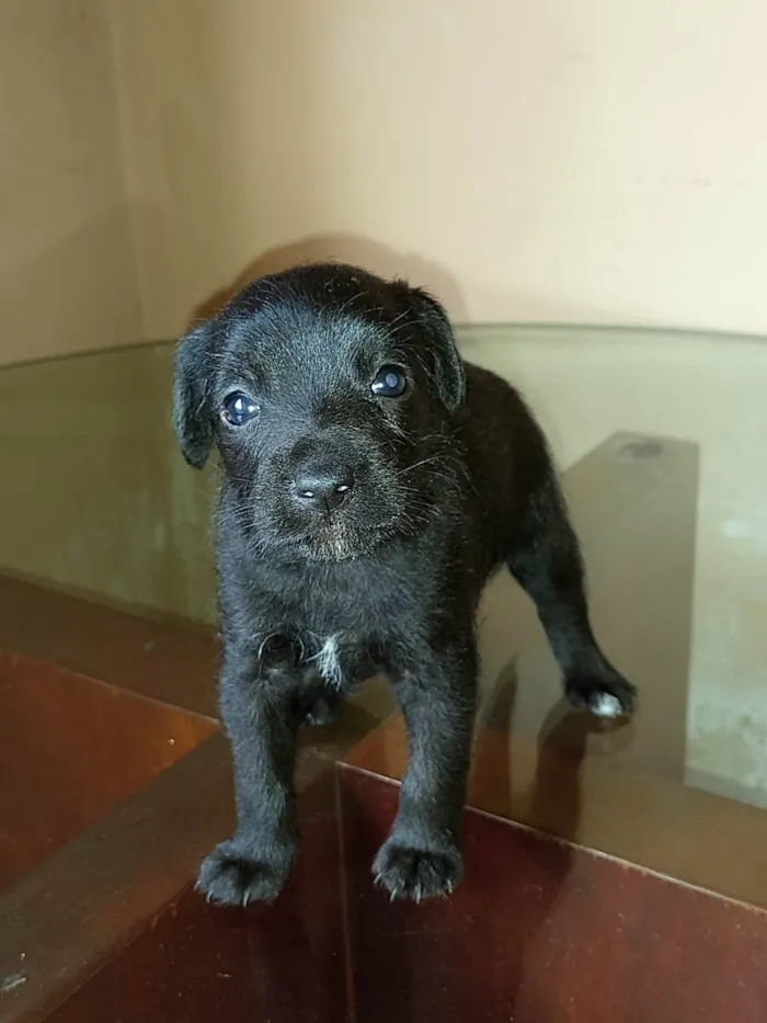 Cachorro ra a Sdf idade Abaixo de 2 meses nome Sem nome definido 