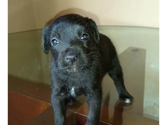 Cachorro ra a Sdf idade Abaixo de 2 meses nome Sem nome definido 