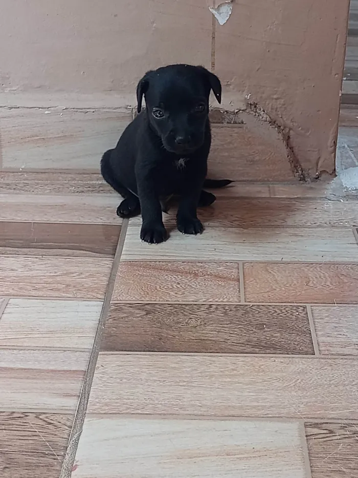 Cachorro ra a Sdf idade Abaixo de 2 meses nome Sem nome definido 