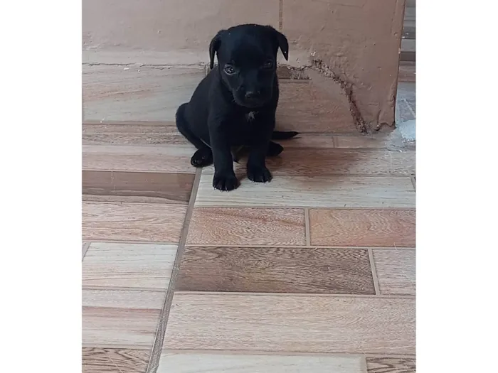 Cachorro ra a Sdf idade Abaixo de 2 meses nome Sem nome definido 