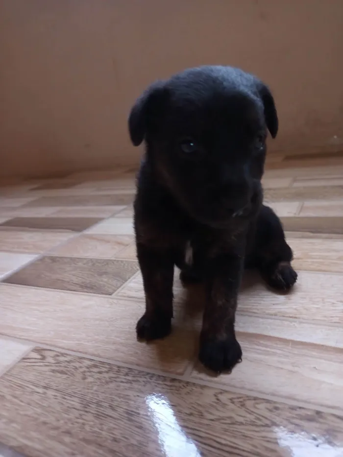 Cachorro ra a SRD idade Abaixo de 2 meses nome Sem nome definido 