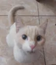 CHEEPS