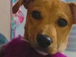 Cachorro ra a SRD-ViraLata idade 2 anos nome Aurora