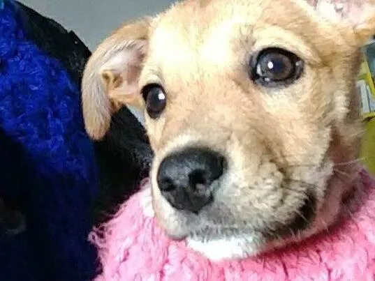 Cachorro ra a SRD-ViraLata idade 2 anos nome Aurora