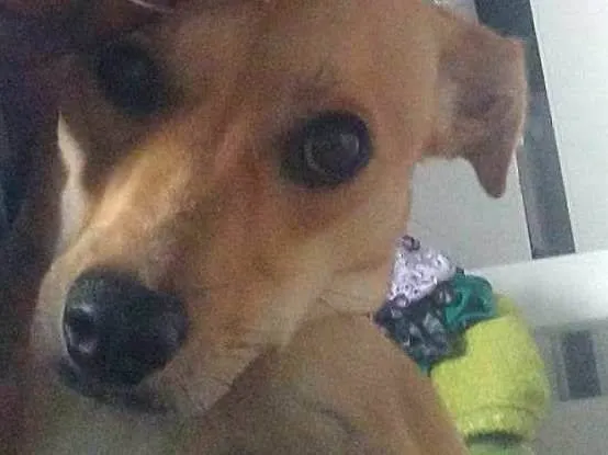 Cachorro ra a SRD-ViraLata idade 2 anos nome Aurora