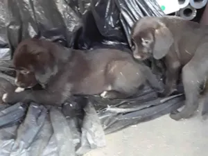 Cachorro raça SRD-ViraLata idade Abaixo de 2 meses nome ?