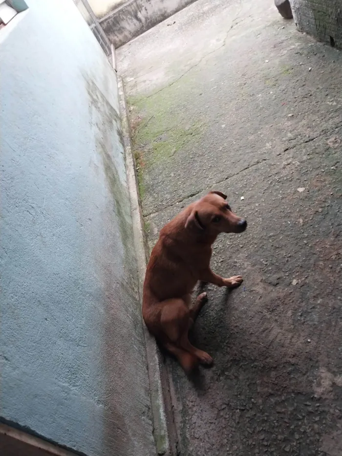 Cachorro ra a Mestiça  idade 2 a 6 meses nome Hulk/bradok