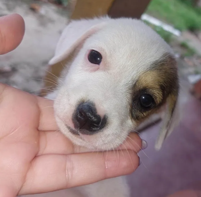 Cachorro ra a SRD-ViraLata idade 2 a 6 meses nome Love