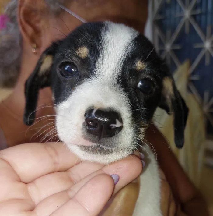 Cachorro ra a SRD-ViraLata idade 2 a 6 meses nome Vapo