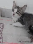 Nereu