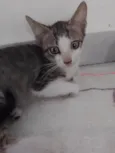 Nereu