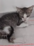 Nereu