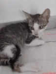 Nereu