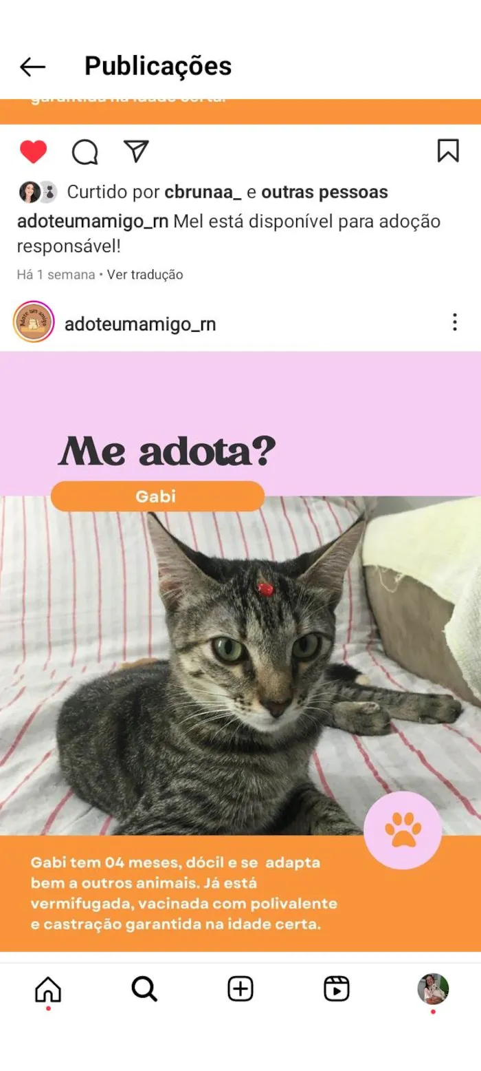 Gato raça Srd idade 2 a 6 meses nome Gabi