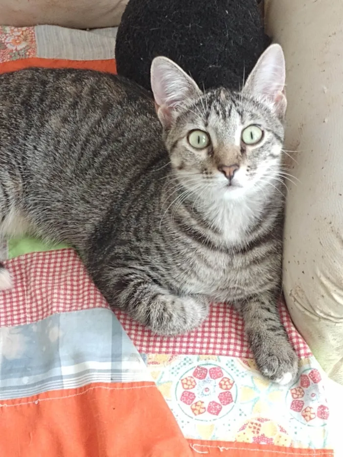 Gato raça Srd idade 2 a 6 meses nome Gabi