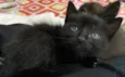 Mimi