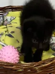 Mimi