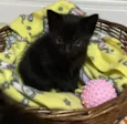 Mimi