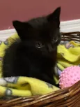 Mimi