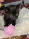 Mimi