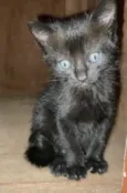 Mimi