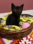 Mimi