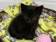 Mimi