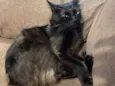 Agnus