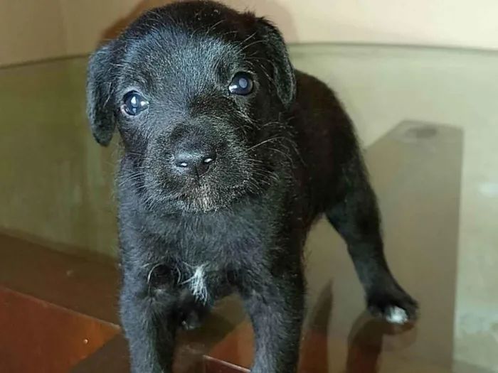 Cachorro ra a Sdf idade Abaixo de 2 meses nome Sem nome definido 