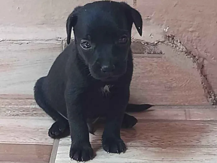 Cachorro ra a Sdf idade Abaixo de 2 meses nome Sem nome definido 