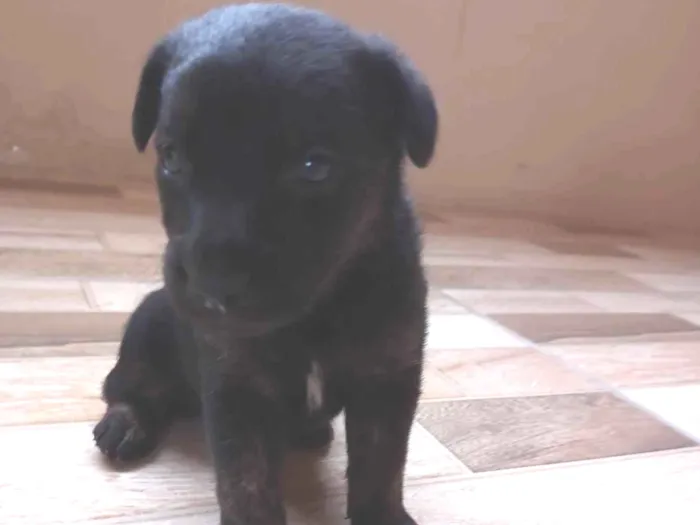 Cachorro ra a SRD idade Abaixo de 2 meses nome Sem nome definido 