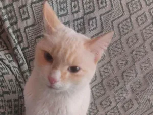 Gato raça SRD-ViraLata idade 7 a 11 meses nome CHEEPS