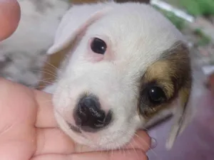 Cachorro raça SRD-ViraLata idade 2 a 6 meses nome Love