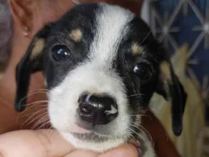 Cachorro raça SRD-ViraLata idade 2 a 6 meses nome Vapo