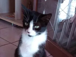 Gato raça SRD-ViraLata idade 7 a 11 meses nome VANUZA