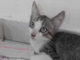 Nereu
