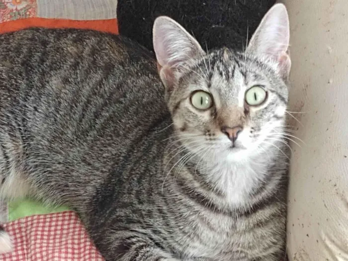 Gato raça Srd idade 2 a 6 meses nome Gabi