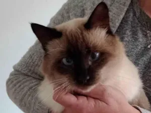 Gato raça Srd idade 7 a 11 meses nome Guga