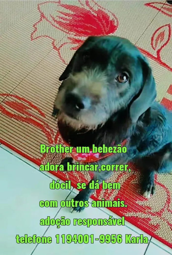 Cachorro ra a SRD-ViraLata idade 2 anos nome Ainda não tem