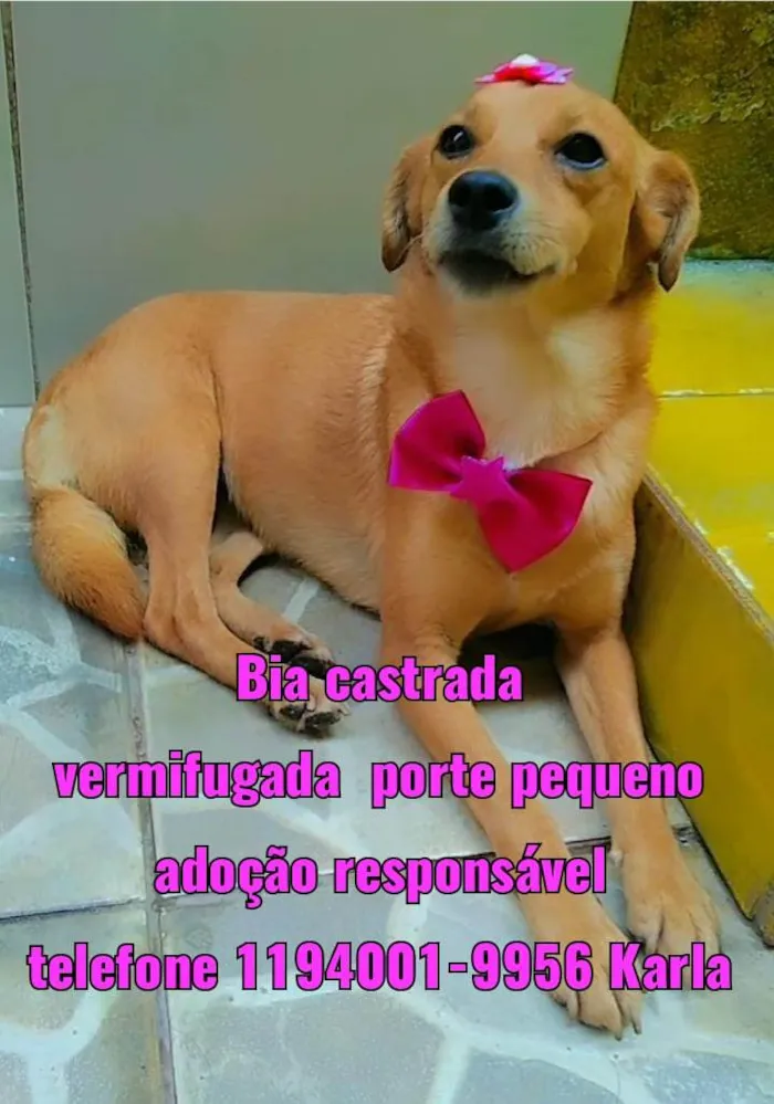 Cachorro ra a SRD-ViraLata idade 2 anos nome Ainda não tem