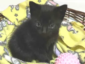 Gato raça Srd idade Abaixo de 2 meses nome Mimi