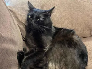 Gato raça Srd idade 2 a 6 meses nome Agnus