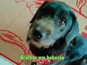 Cachorro raça SRD-ViraLata idade 2 anos nome Ainda não tem