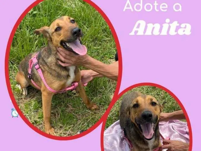 Cachorro ra a SRD idade 1 ano nome Anita 