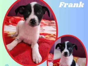Cachorro raça SRD idade 2 a 6 meses nome Frank 