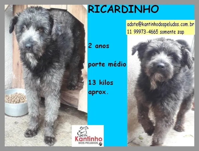 Cachorro ra a SRD idade 2 anos nome Ricardinho 