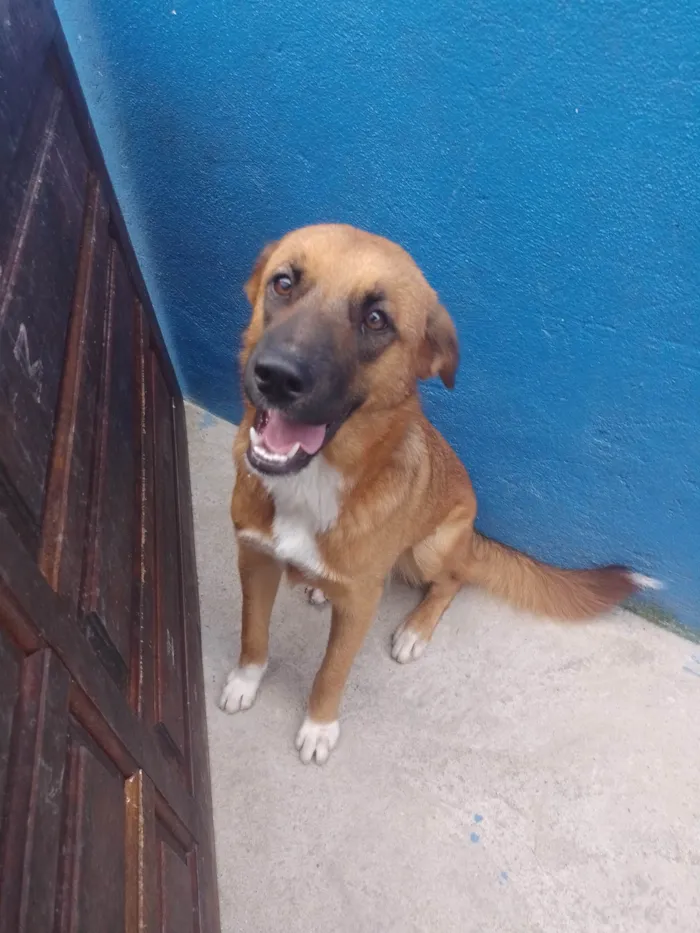 Cachorro ra a Vira lata misturado com Chow Chow  idade 7 a 11 meses nome Zoe