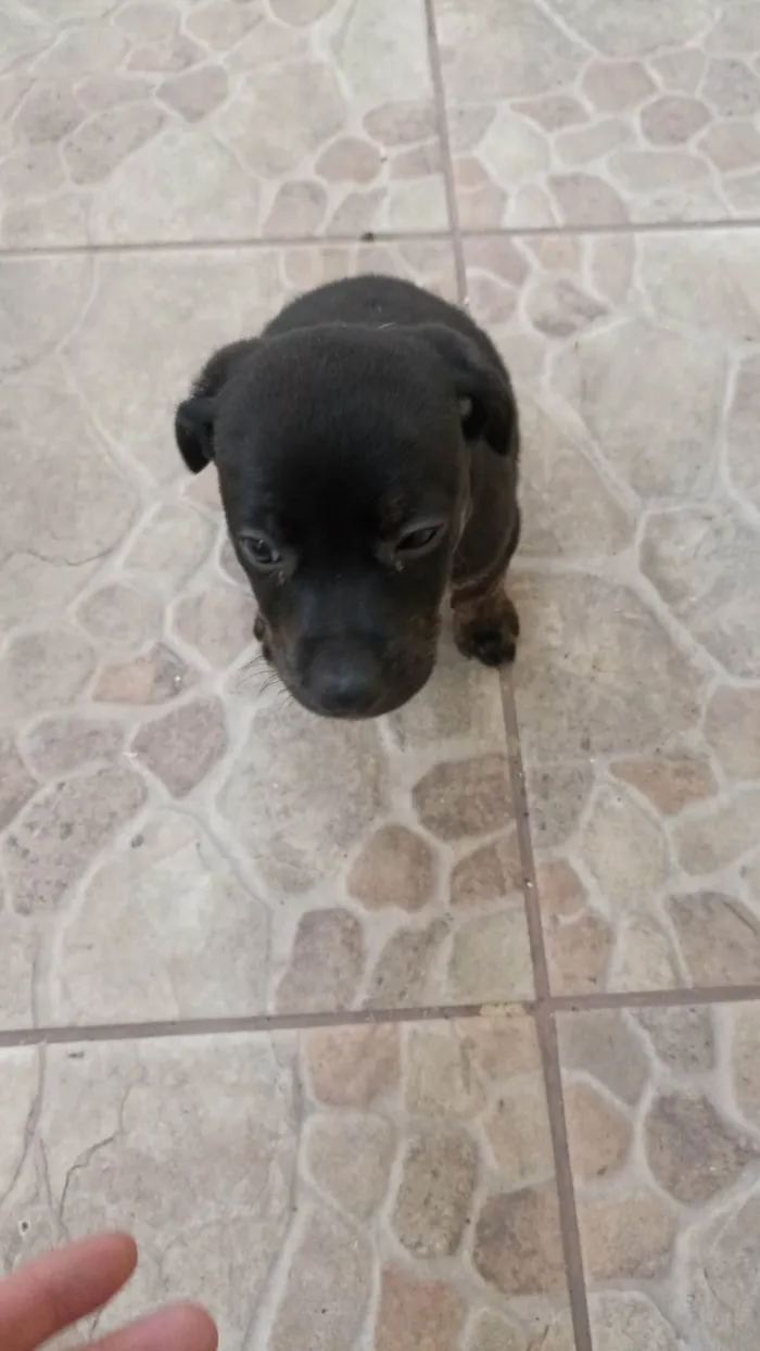 Cachorro ra a  idade 2 a 6 meses nome Sem nome ainda