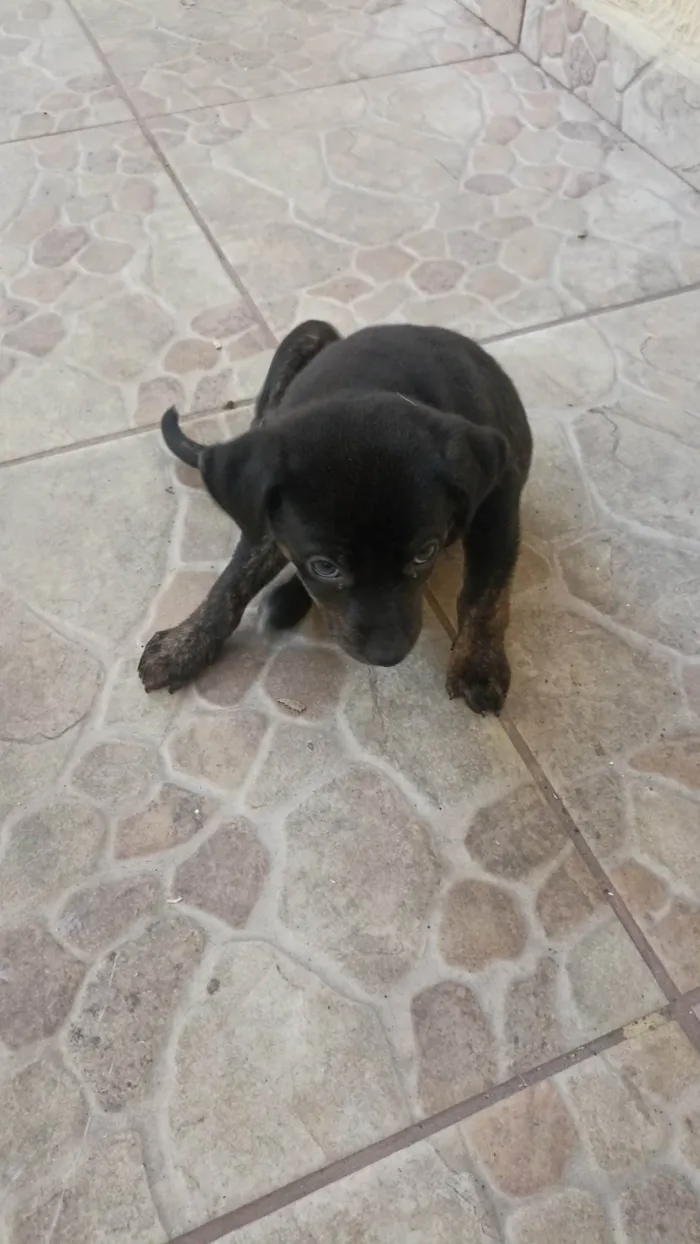 Cachorro ra a  idade 2 a 6 meses nome Sem nome ainda